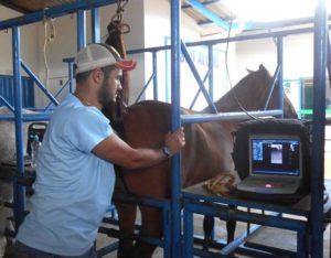 Imagem do post: A inseminação artificial em equinos