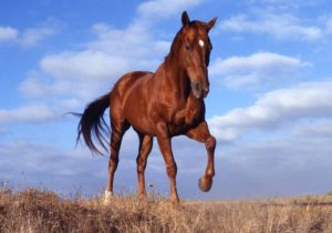 Imagem do post: A nutrição do cavalo atleta