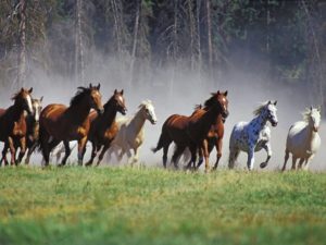 Imagem do post: A Origem dos Equinos