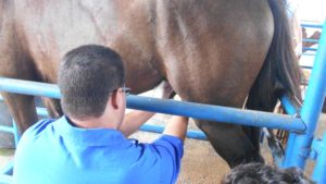 Imagem do post: A orquiectomia equina (castração)