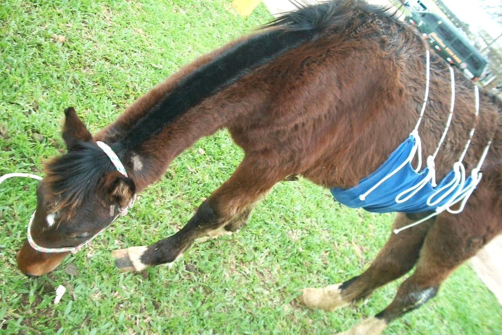 Abdome Agudo em Equinos - Portal Escola do Cavalo