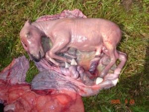 Imagem do post: Gestação gemelar pode causar aborto em éguas