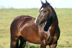 Imagem do post: Caracterização da rinopneumonite viral equina