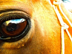 Imagem do post: Afecções oculares em equinos