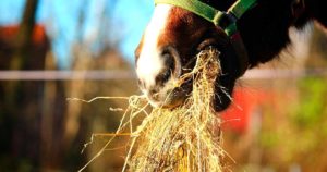 Imagem do post: Alimentos para cavalos: conheça os principais!