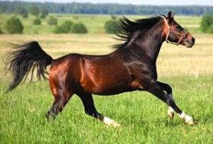 Imagem do post: Alteração no gene pode modificar a forma de locomoção dos cavalos