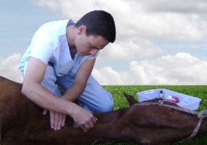 Imagem do post: Anestesia em equinos a campo?  Você pode!