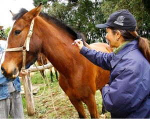 Imagem do post: Anestesias em equinos