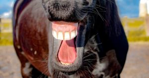 Imagem do post: Aprenda a definir a idade dos cavalos pelos dentes