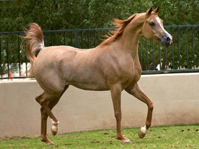 Quanto vale um cavalo? Raça Árabe – Animal Business Brasil