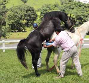 Imagem do post: As diferentes formas de armazenamento do sêmen equino para a inseminação artificial