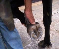 Imagem do post: As patas dos cavalos precisam de cuidados