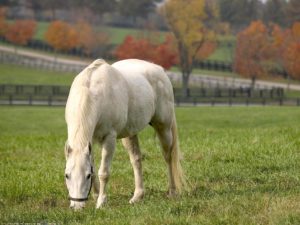 Imagem do post: Babesiose Equina