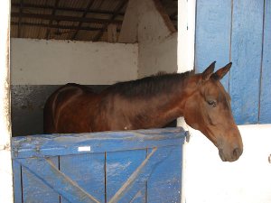 Imagem do post: Baias para Cavalos