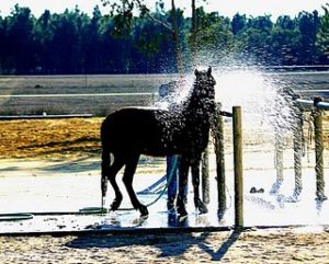 Imagem do post: A importânica da limpeza e higienização em equinos