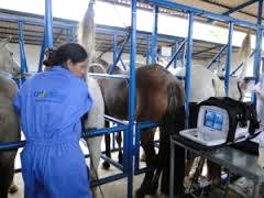 Imagem do post: Biotecnologias de reprodução utilizadas em equinos