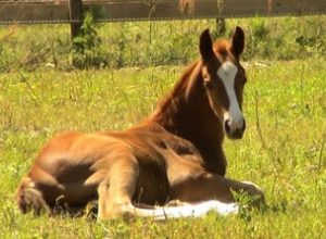 Imagem do post: Uma boa cama é fundamental ao cavalo