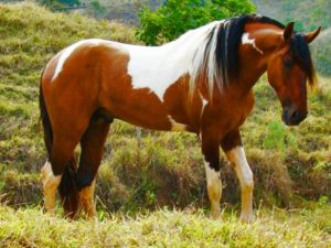 Imagem do post: Números da XVIII Exposição Nacional do Cavalo Pampa
