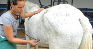 Imagem do post: Cardiologia equina: saiba quais as principais doenças