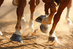 Imagem do post: A função dos cascos nos cavalos