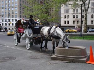 Imagem do post: Cavalo de passeio turístico morre depois de longa caminhada