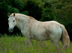 Imagem do post: Anemia infecciosa equina