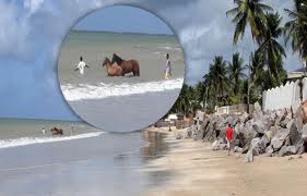 Imagem do post: Cavalos tomam banho numa praia de Olinda