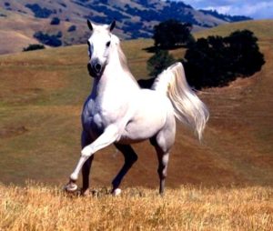 Imagem do post: Cavalo Branco na Índia