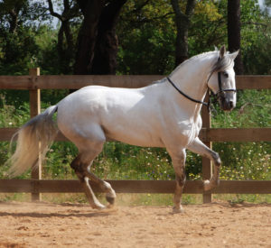 Douglas, Autor em Portal Escola do Cavalo - Página 142 de 157