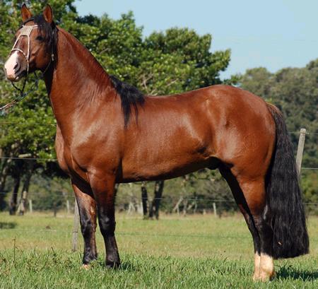 Imagem do post: Cavalo crioulo