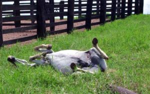 Imagem do post: Cavalo é sacrificado no Campeonato Mundial de turfe em Dubai