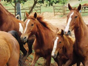 Imagem do post: Aspectos que visam o bem estar do cavalo na construção de baias