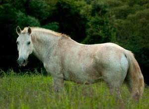 Imagem do post: Cavalo ganha prótese e garante sobrevivência