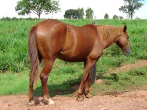 Imagem do post: Cavalo gripado pode gerar prejuízos: aprenda como evitar o contágio