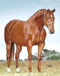 Imagem do post: Cavalo mais alto do mundo