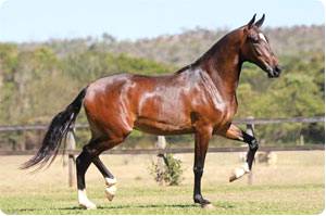 Imagem do post: Cavalo Mangalarga Marchador