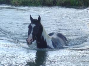 Imagem do post: Cavalo Pantaneiro, símbolo da diversidade do pantanal