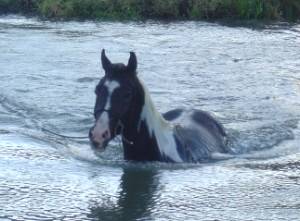 Cavalo Pantaneiro - Raça se adaptou ao Pantanal - MS Por Favor