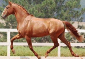 Imagem do post: Na França, Brasil se classifica com Cavalos Puro Sangue Lusitano