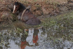 Imagem do post: Bombeiros resgatam cavalo em Pântano