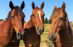 Imagem do post: Cavalos- Castrar ou não castrar?