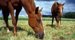 Imagem do post: Cavalos com alimentação irregular podem ter cólica