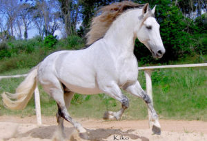 Defeitos de aprumos em cavalos. Você sabe identificar?, Artigos