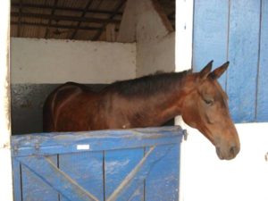 Imagem do post: Cavalos em baias e os perigos da bronquite