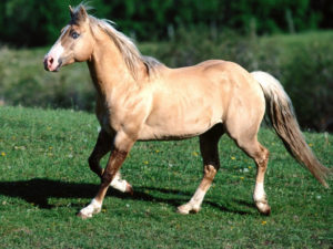 Imagem do post: Saiba mais sobre a maneira como os cavalos se deslocam quando em movimento