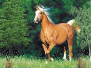 Imagem do post: Cavalo- Um dos mais belos animais