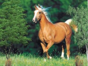 Imagem do post: Cavalo- Um dos mais belos animais