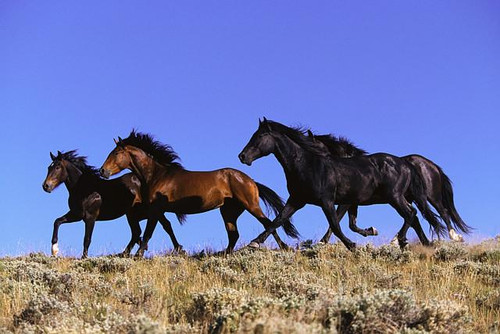 O cavalo e a humanidade: Como os equinos ajudaram na construção da história