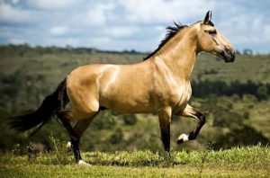 Imagem do post: Cavalos – Raça Campolina