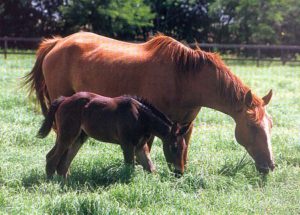 Imagem do post: Saiba como alimentar seu cavalo